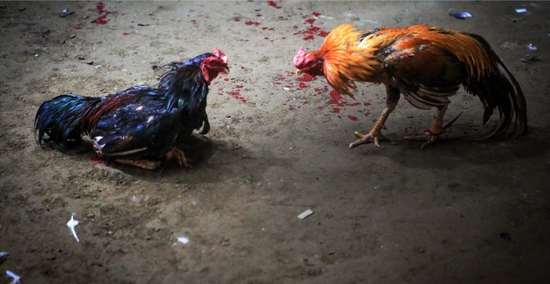 Ảnh gà đá cựa sắt đẹp