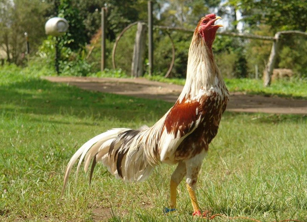 Gà Shamo Nhật Bản